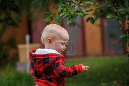 Photo for Toddler standing under a cherry tree, hands cupped, picking juicy red berries for a healthy snack. - Royalty Free Image