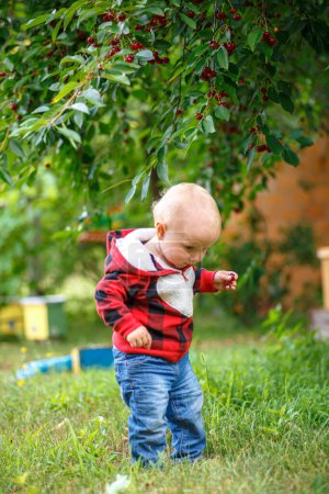 Photo for Adorable toddler baby picking cherries in garden on warm summer day - Royalty Free Image