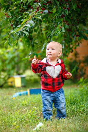 Photo for Cute toddler baby picking cherries in cherry garden on sunny summer day - Royalty Free Image