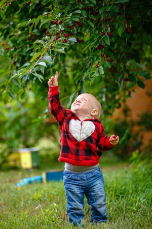 Téléchargez les photos : Enfant explorant le monde du cerisier, cueillant de façon ludique de savoureuses cerises rouges à la campagne. - en image libre de droit
