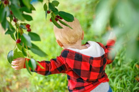 Photo for Healthy eating concept with toddler exploring flavors of freshly picked cherries, radiating joy and vitality. - Royalty Free Image