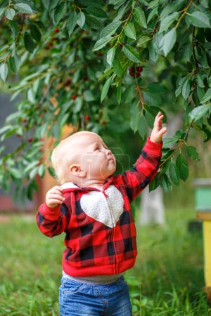 Photo for Cute toddler in sunny park, captivated by excitement of picking fresh cherries from low-hanging branches. - Royalty Free Image