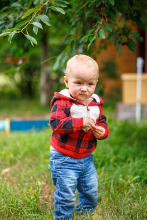 Téléchargez les photos : Petit bébé tout-petit avec les mains coupées, savourant le premier goût de cerises douces mûries au soleil dans un jardin animé. - en image libre de droit