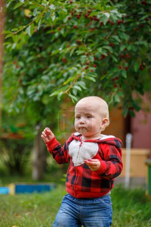 Téléchargez les photos : Portrait d'enfant joyeux, les mains pleines de cerises, rayonnant de bonheur et d'enthousiasme lors d'une récolte estivale. - en image libre de droit