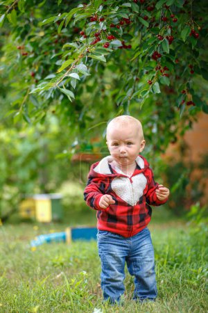 Téléchargez les photos : Jeune jardinier, tout-petit cueillette de cerises dans le jardin - en image libre de droit