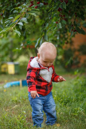 Téléchargez les photos : Mignon petit bébé cueillette des cerises dans le verger. - en image libre de droit