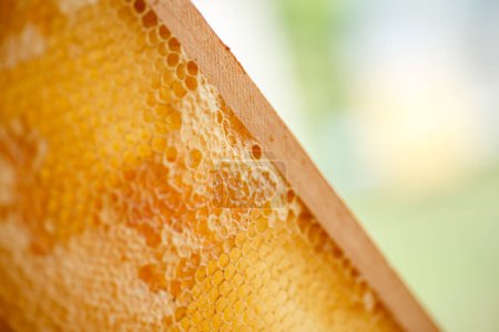 Téléchargez les photos : Vue rapprochée du nid d'abeille jaune sur fond flou. - en image libre de droit