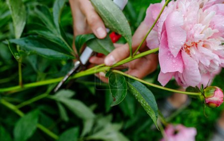 Foto de Jardinero recoge peonía rosa en el jardín de verano con un par de tijeras de podar. - Imagen libre de derechos