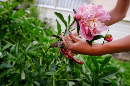 Téléchargez les photos : Jardinier cueille pivoine rose dans le jardin d'été avec paire de cisailles à élagage. - en image libre de droit