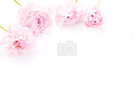 Foto de Peonías rosadas recién cortadas sobre fondo blanco, vista superior con espacio para texto. Concepto de boda o San Valentín. - Imagen libre de derechos