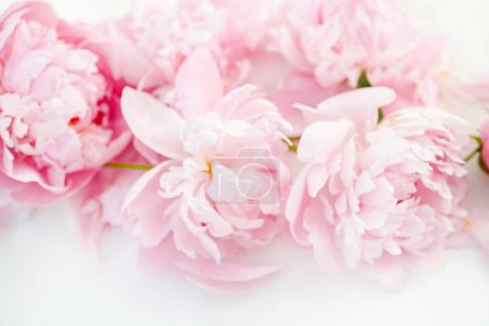 Foto de Flores frescas de peonía, rosadas y vibrantes, bellamente dispuestas sobre una mesa blanca. Vista superior y espacio para su texto. Concepto de boda o San Valentín - Imagen libre de derechos