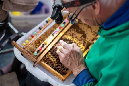Foto de El apicultor selecciona larvas de abejas para cultivar abejas reina. Abeja reina injerto de larvas en copas de bricolaje reina. Enfoque selectivo. - Imagen libre de derechos