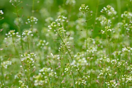 Photo for Capsella bursa-pastoris, shepherd's purse background on meadow in natural environment of sprouting. - Royalty Free Image