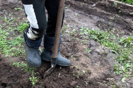 Photo for Gardener wearing boots digging ground with shovel. Preparing natural soil for planting seedlings of vegetables. - Royalty Free Image