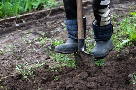 Téléchargez les photos : Jardinier portant des bottes creuser le sol avec une pelle. Préparation du sol naturel pour planter des plants de légumes. - en image libre de droit