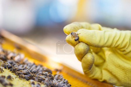 Photo for Honeybee queen grafting from larvae into DIY queen cups. Selective focus. - Royalty Free Image
