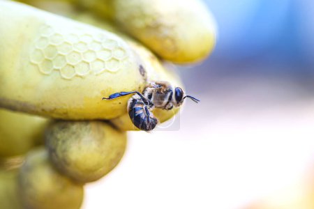 Téléchargez les photos : Reine des abeilles greffant des larves dans des tasses de reine bricolage. Concentration sélective. - en image libre de droit
