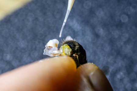 Foto de Preparación de material para la inseminación artificial de abejas reina fertilización en la agricultura reproducción agrícola. Sector agrario privado. - Imagen libre de derechos