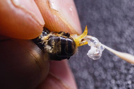 Téléchargez les photos : Préparation de matériel pour l'insémination artificielle des reines abeilles fertilisation à l'agriculture reproduction agriculture. Entreprise agricole privée. - en image libre de droit