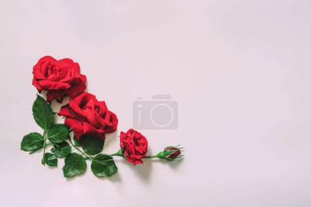 Téléchargez les photos : Roses rouges sur fond blanc avec espace de copie. Concept de Saint-Valentin. - en image libre de droit