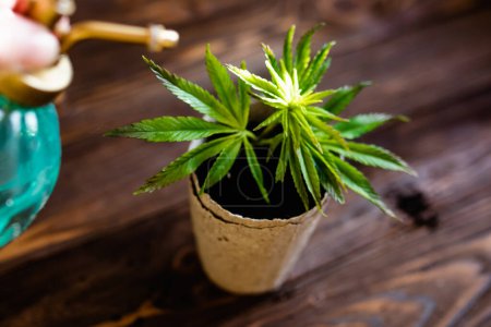 Photo for Growing hemp and spraying young cannabis leaves with a mixture for rapid growth. Sprouts of young spring early hemp with the first leaves of medicinal marijuana - Royalty Free Image
