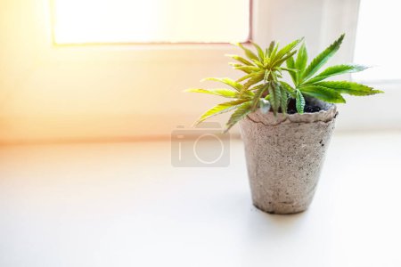 Photo for Growing hemp at home in pot of recyclable materials on the windowsill. Sprouts of young spring early hemp with the first leaves of medicinal marijuana. - Royalty Free Image