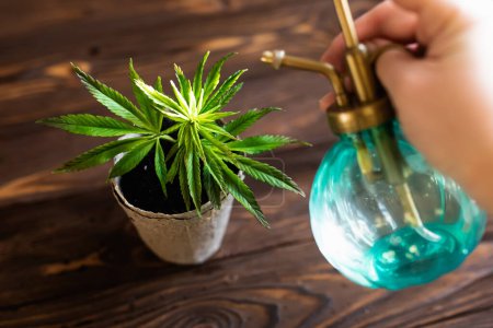 Cultiver le chanvre et pulvériser de jeunes feuilles de cannabis avec un mélange pour une croissance rapide. Germes de jeune chanvre printanier précoce avec les premières feuilles de marijuana médicinale