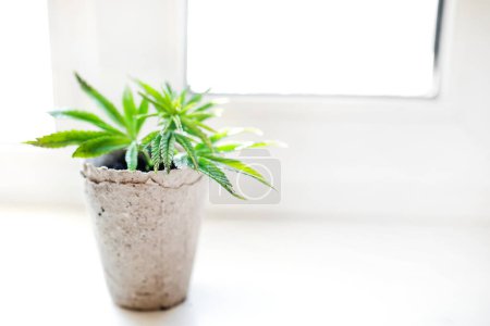 Photo for Growing hemp at home in pot of recyclable materials on the windowsill. Sprouts of young spring early hemp with the first leaves of medicinal marijuana. - Royalty Free Image
