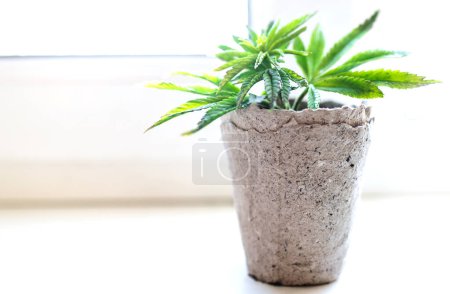Téléchargez les photos : Growing hemp at home in pots of recyclable materials on the windowsill. Sprouts of young spring early hemp with the first leaves of medicinal marijuana. - en image libre de droit