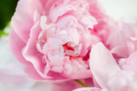 Foto de Peonías rosadas en plena floración, elegantemente exhibidas en una mesa blanca. Una hermosa composición que captura la esencia de la primavera. Vista superior. Espacio vacío para tu texto. tarjeta en blanco o invitación de cumpleaños. Concepto de boda o San Valentín - Imagen libre de derechos