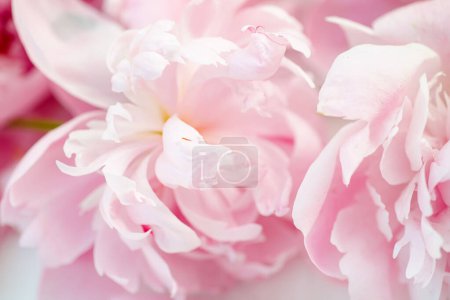 Photo for Fresh peony flowers, pink and vibrant, beautifully arranged on a white table. Top view and space for your text. Empty space for your text. blank card or birthday invitation. Wedding or Valentine day concept - Royalty Free Image