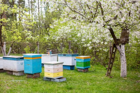 Des ruches dans le jardin au printemps. Concept apicole.