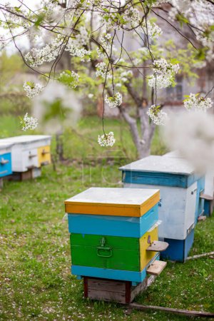 Foto de Colmenas en el jardín con cerezos en flor en primavera. el desarrollo de las abejas en primavera. Trabajos de primavera de apicultores - Imagen libre de derechos