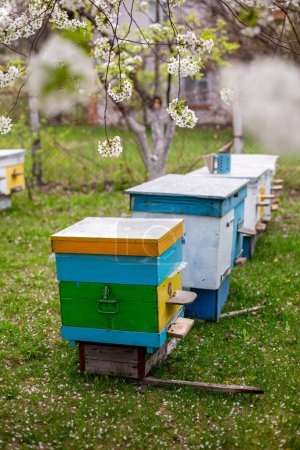 Téléchargez les photos : Ruches avec cerisiers en fleurs dans le jardin de printemps. Abeilles revenant de la collecte de miel à la ruche jaune. Des abeilles à l'entrée. abeilles retournent à la ruche après le flux de miel. Espace de copie - en image libre de droit