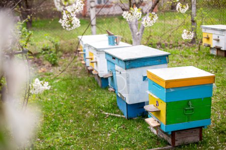Téléchargez les photos : Ruches colorées sur le rucher au printemps. - en image libre de droit