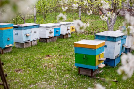 Téléchargez les photos : Ruches colorées dans le jardin au printemps. Concept apicole. représentation incroyable de la vie des abeilles dans un rucher, montrant leur travail et leur dévouement pour produire du miel dans un développement de ruche en bois d'abeilles au printemps - en image libre de droit