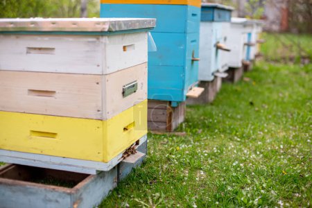 Photo for Colorful wooden beehives on the apiary in springtime. honey bee hives in the apiary during the summer honey harvest. Evening in the apiary. Bees are returning to the hives. - Royalty Free Image