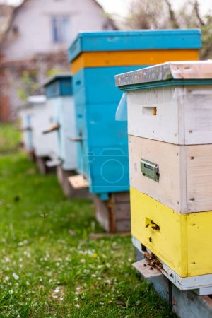 Photo for Beehives in the garden in spring. Bee hives close-up on apiary on green grass - Royalty Free Image
