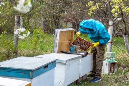 Téléchargez les photos : Apiculteur travaillant avec de la cire d'abeille au rucher, au printemps. Beehive Spring Management. apiculteur inspectant la ruche et préparant le rucher pour la saison estivale. - en image libre de droit