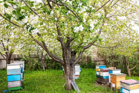 Téléchargez les photos : Ruches dans le jardin de verger de pommes au printemps - en image libre de droit