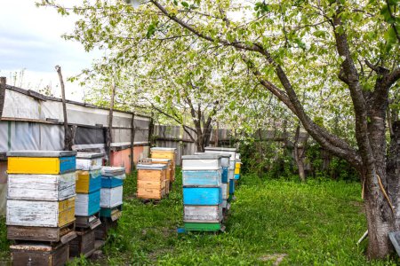 Beehives in the garden with blooming cherry trees on the background