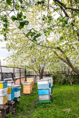Foto de Colmenas en el jardín de un huerto de cerezos en primavera increíble representación de la vida de las abejas en un colmenar, mostrando su trabajo y dedicación para producir miel en un desarrollo de colmenas de madera de las abejas en la primavera. Trabajos de primavera de apicultores - Imagen libre de derechos
