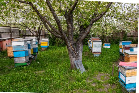 Beehives in garden of apple orchard in spring