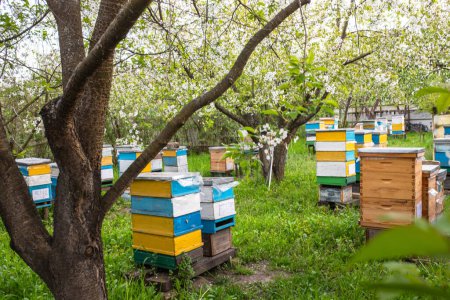 Beehives in the garden of a blooming cherry orchard. development of bees in the spring. Spring works of beekeepers