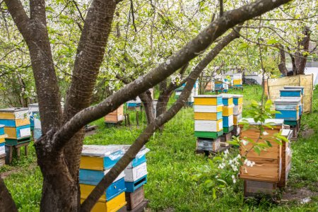 Beehives in the garden of cherry orchard in spring. development of bees in the spring. Spring works of beekeepers