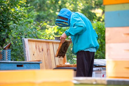 Téléchargez les photos : Un homme de 40 ans vêtu de vêtements protecteurs d'apiculteur se tient dans un rucher en été par une journée ensoleillée et examine un cadre avec une colonie d'abeilles pour étudier la condition et le développement des abeilles. Observation du cycle de vie des abeilles - en image libre de droit