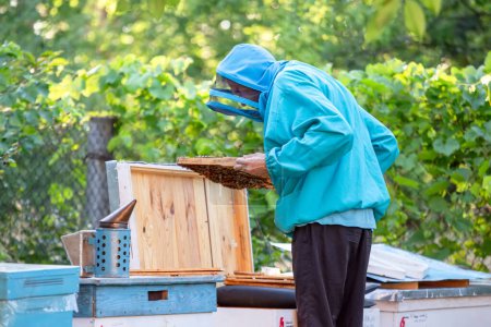 A beekeeper inspects a frame with bee brood, demonstrating the process and the importance of regularly inspecting bee colonies. The concept of training and education in beekeeping.