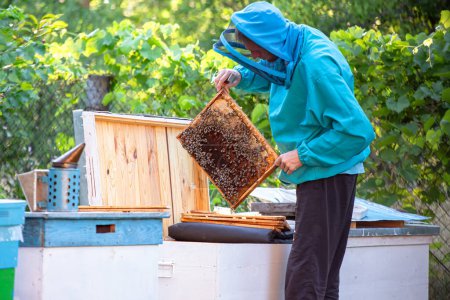 Téléchargez les photos : L'apiculteur inspecte le cadre des couvées d'abeilles pour évaluer la santé de la colonie d'abeilles, identifier les maladies ou les ravageurs et prendre les mesures appropriées. Le concept de l'aspect médical de l'apiculture - en image libre de droit