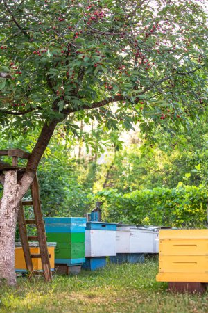 Apiary of wooden and plastic hives in a cherry orchard on green grass under a tree with ripe cherries in summer during the berry harvest period. The concept of symbiosis of natural elements and beekeeping