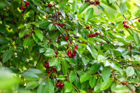 Bright red ripe cherries on the branches of a tree after rain with drops of water on the leaves. Concept of natural beauty and berry harvesting in summer